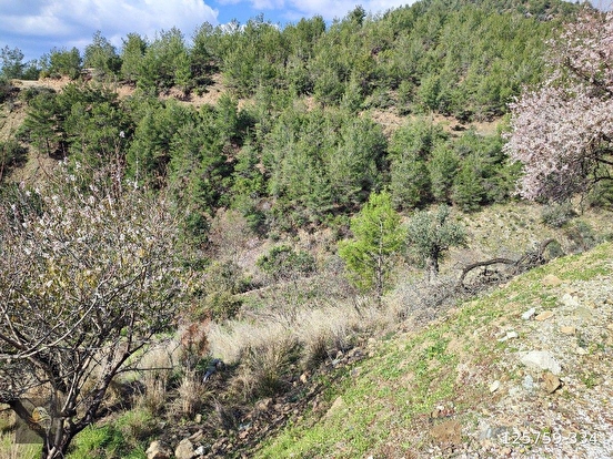 ANAMUR DEMİRÖREN'DE MÜSTAKİL PORTAKAL BAHÇESİ VE TARLA - MERSİN ANAMUR fotoğraf 9